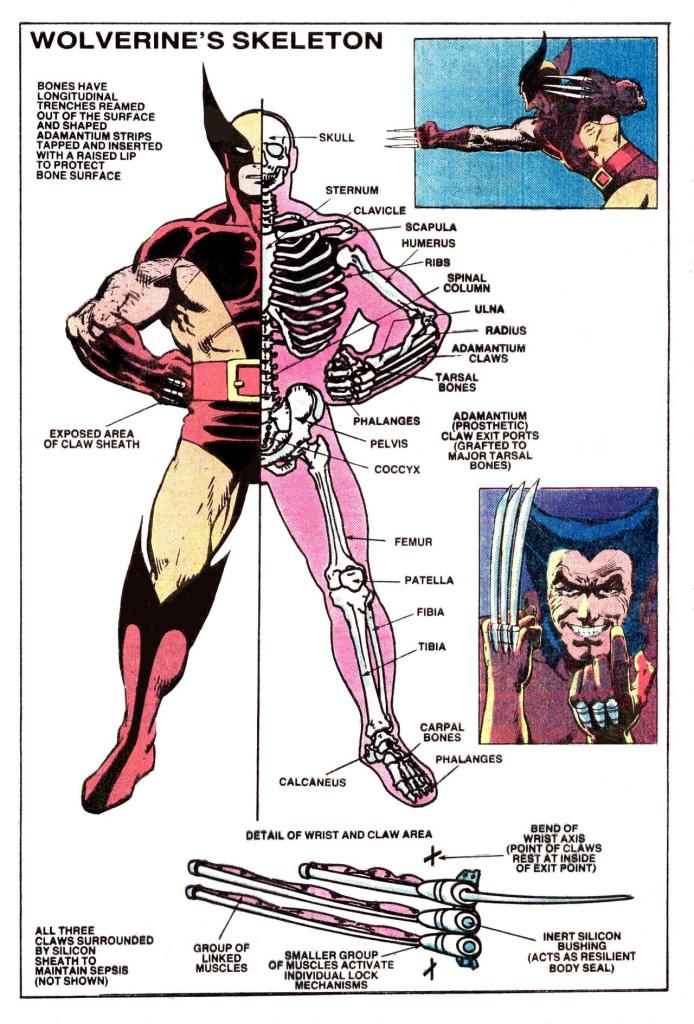 Wolverine's Skeleton Diagram