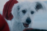 Krypto Dog Breed Superman 2025 New Film Movie